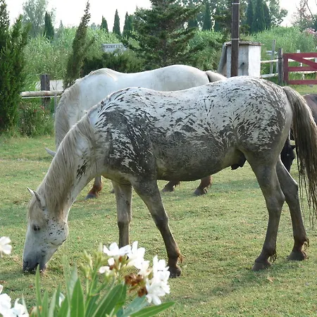 Bergerie D'alivon En Camargue Arles